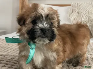 Morkie dogs Nacho - Ad 5