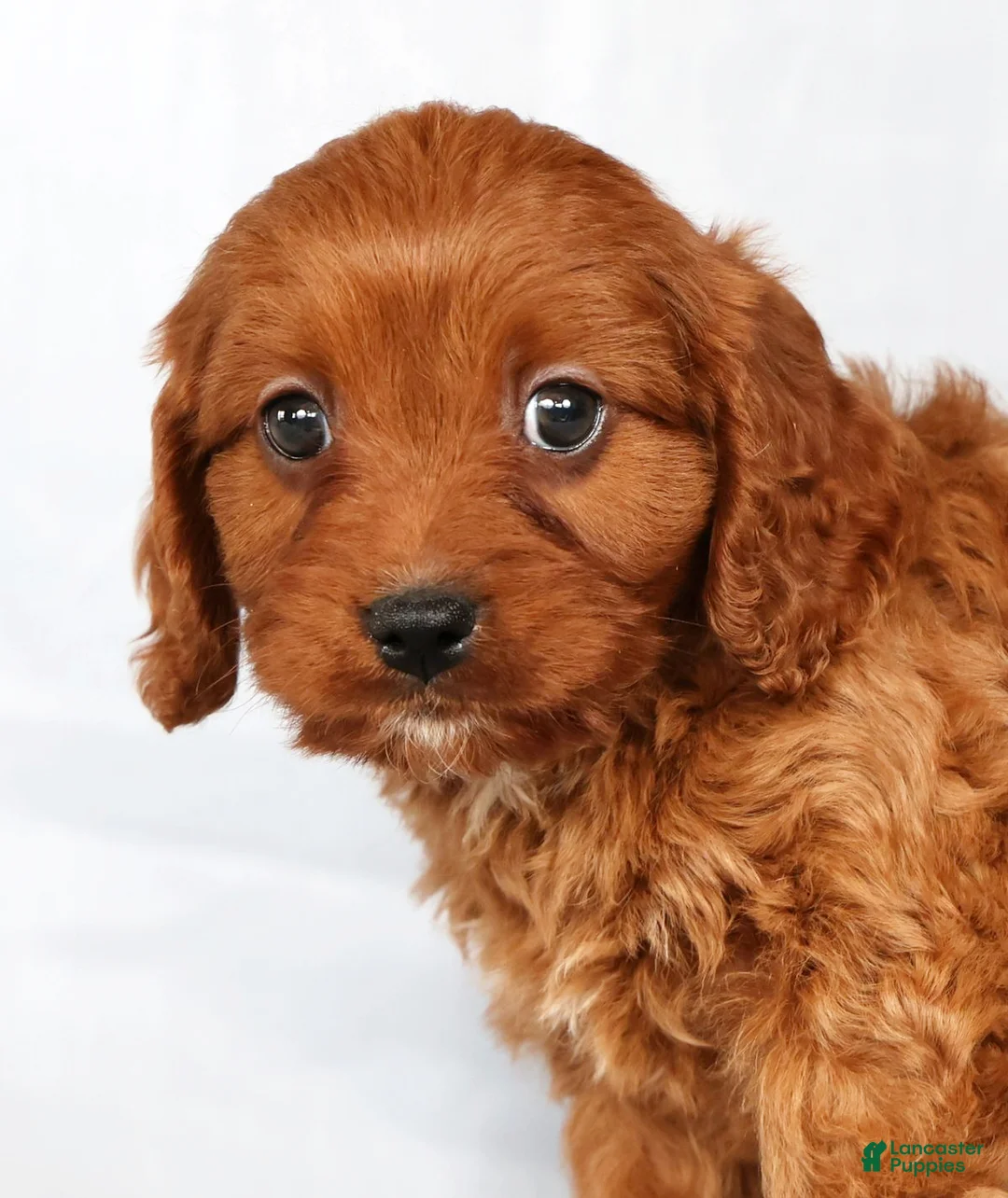Cavapoo dogs for sale: Milo - Ad 9