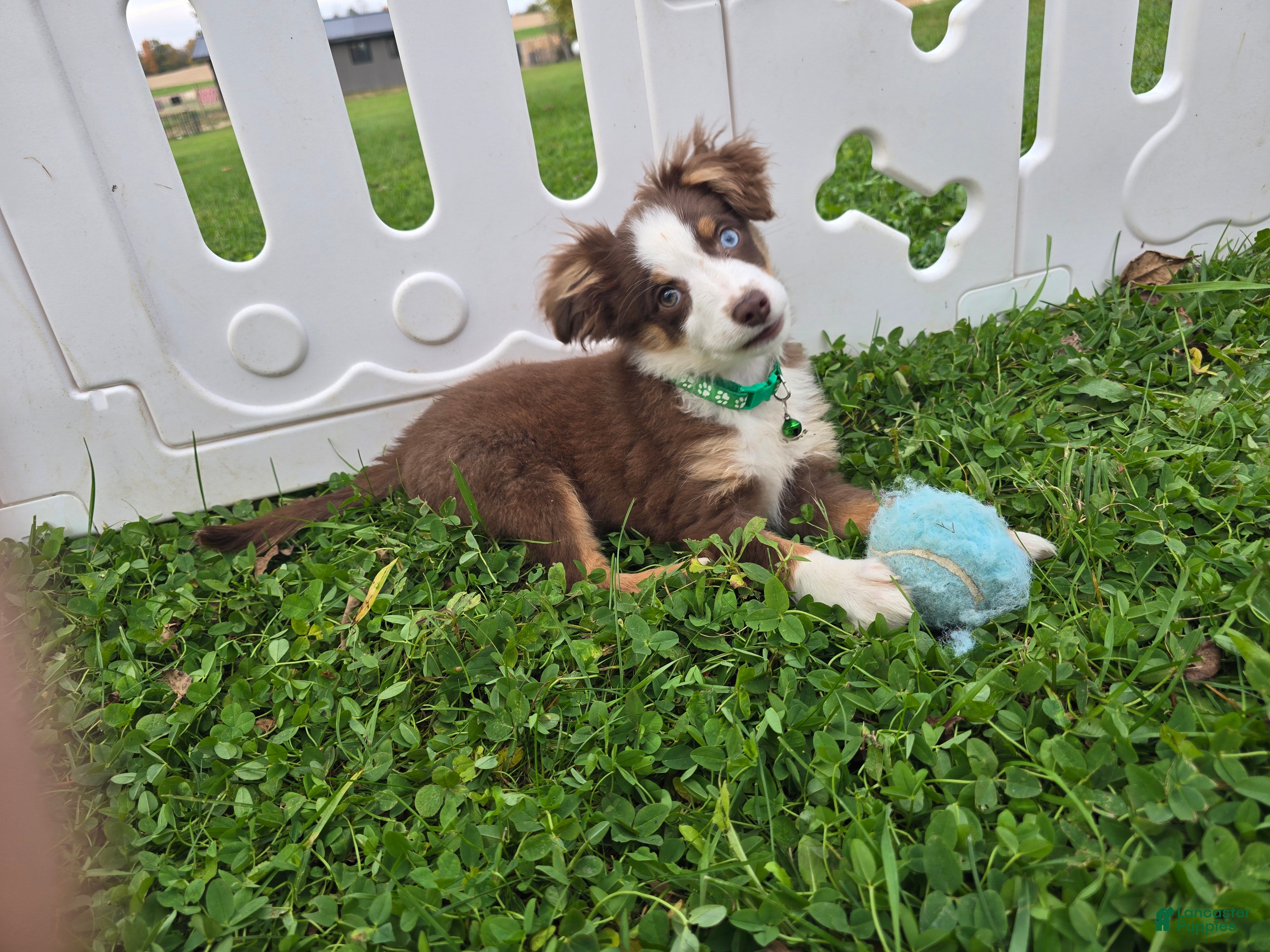 Toy Australian Shepherd dogs for sale: Boy 2 - Ad 1