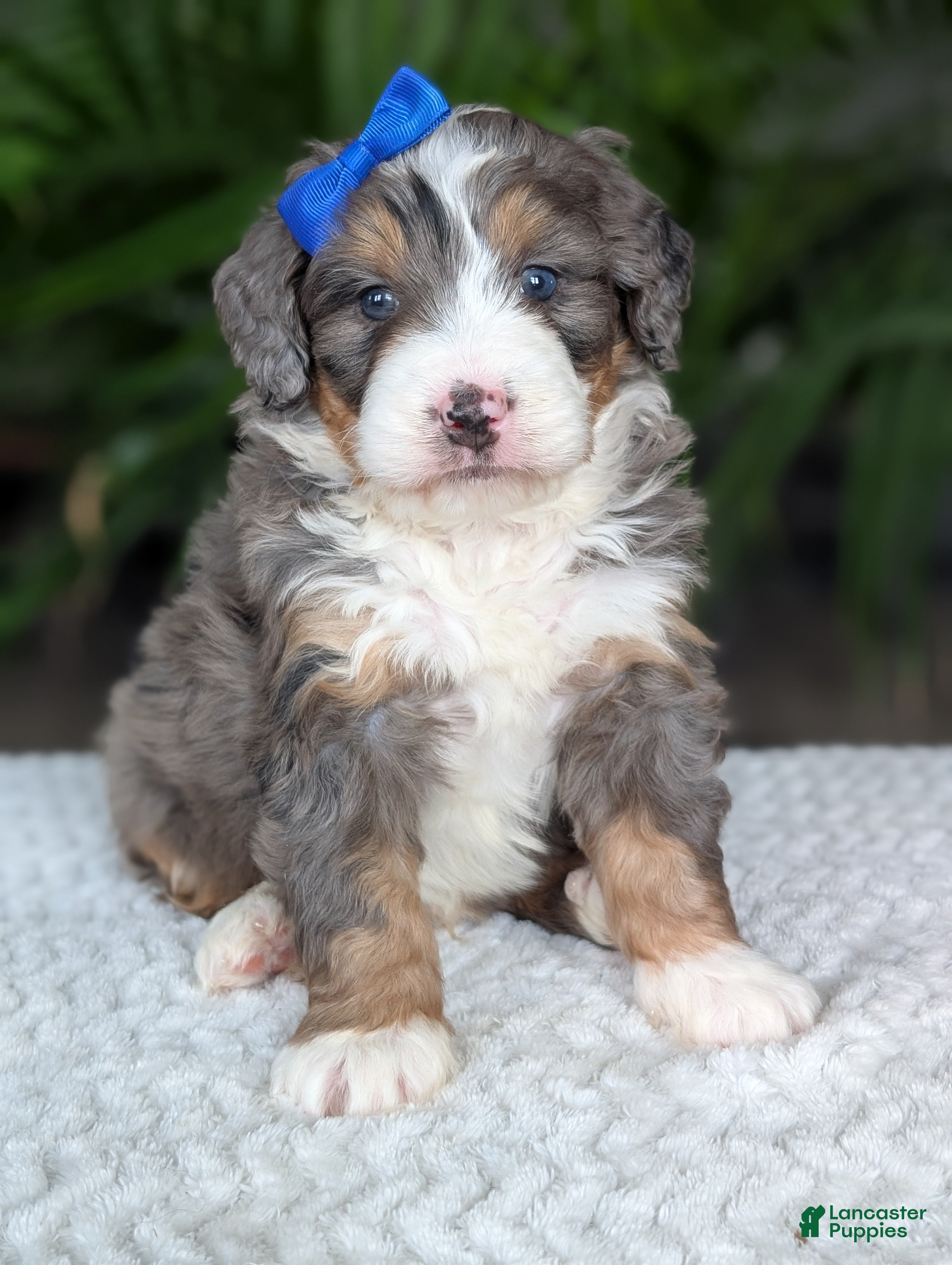 Mini Bernedoodle dogs Mini Riley  - Ad 37