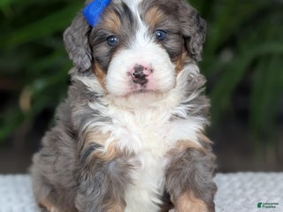 Mini Bernedoodle dogs Mini Riley - Ad 41