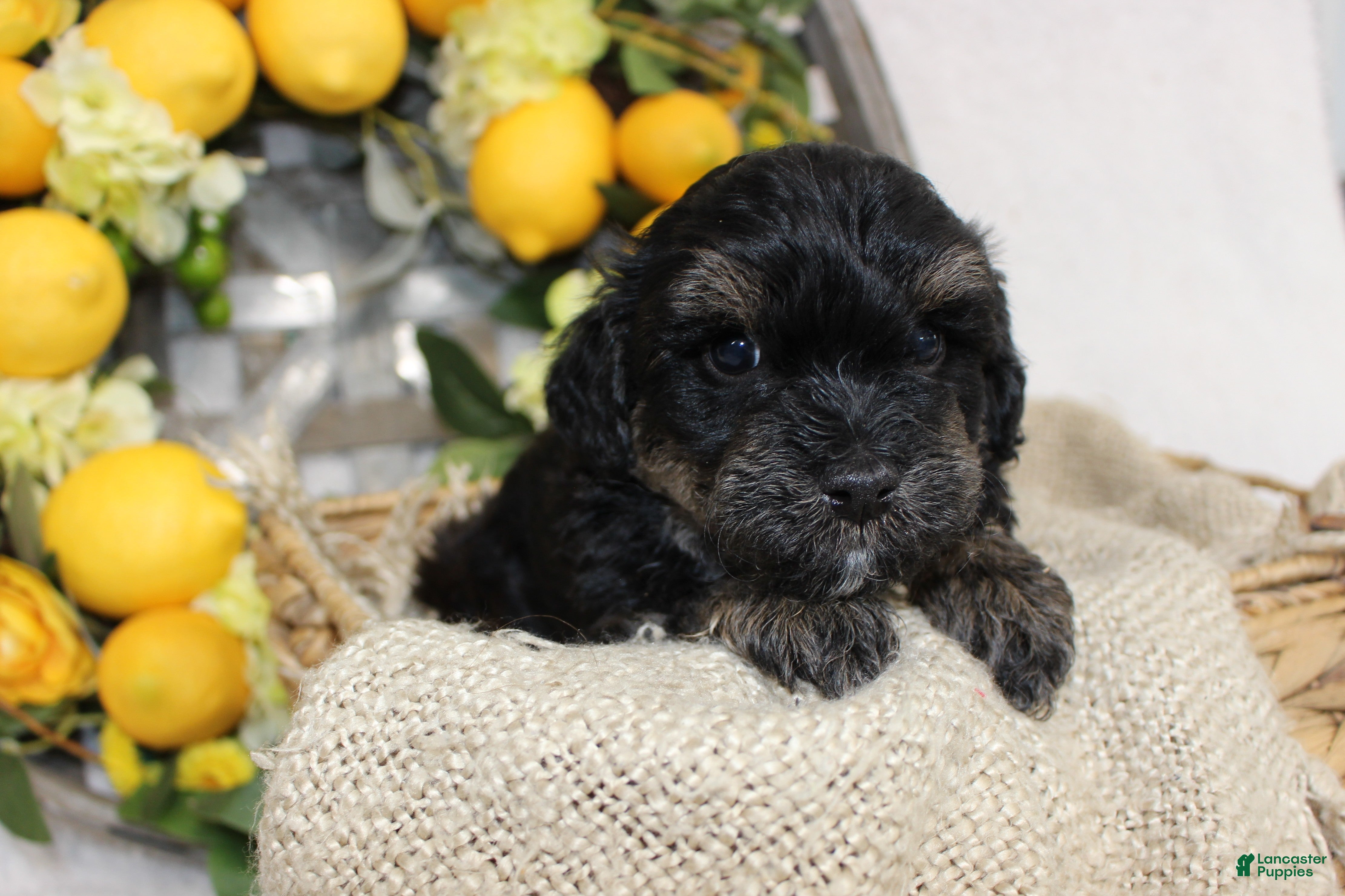Mini Aussiedoodle dogs Bandit- F1B Mini AussieDoodle Boy in NC- Black Phantom - Ad 1