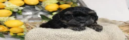 Mini Aussiedoodle dogs for sale: Bandit- F1B Mini AussieDoodle Boy in NC- Black Phantom - Ad 1