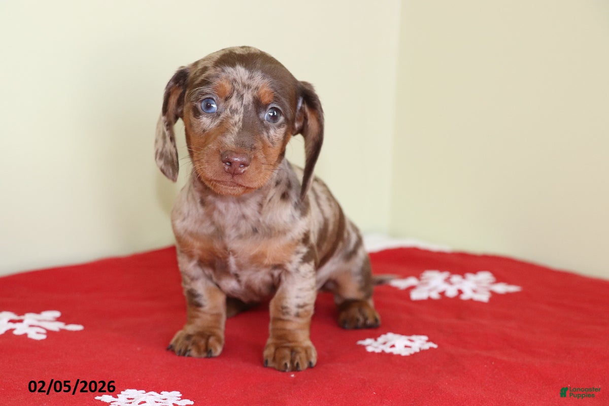 Miniature Dachshund dogs Candy - Ad 5