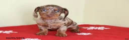 Miniature Dachshund dogs for sale: Candy - Ad 1