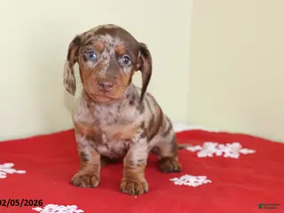 Miniature Dachshund dogs Candy - Ad 5