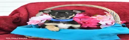 Mixed Breed dogs for sale: Bandit - Ad 2