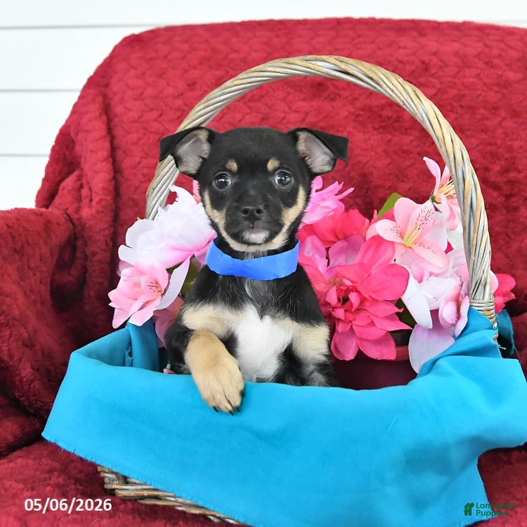 Mixed Breed dogs for sale: Bandit - Ad 2