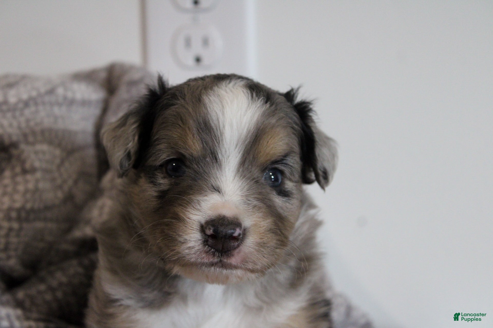 Miniature Australian Shepherd dogs Gage - Ad 2