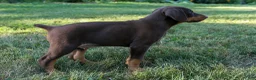 Doberman Pinscher dogs for sale: ODIN - Ad 3