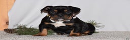 Mixed Breed dogs for sale: Buddy - Ad 4