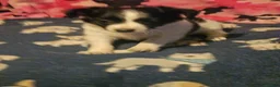 Chihuahua dogs for sale: Pearl - Ad 7