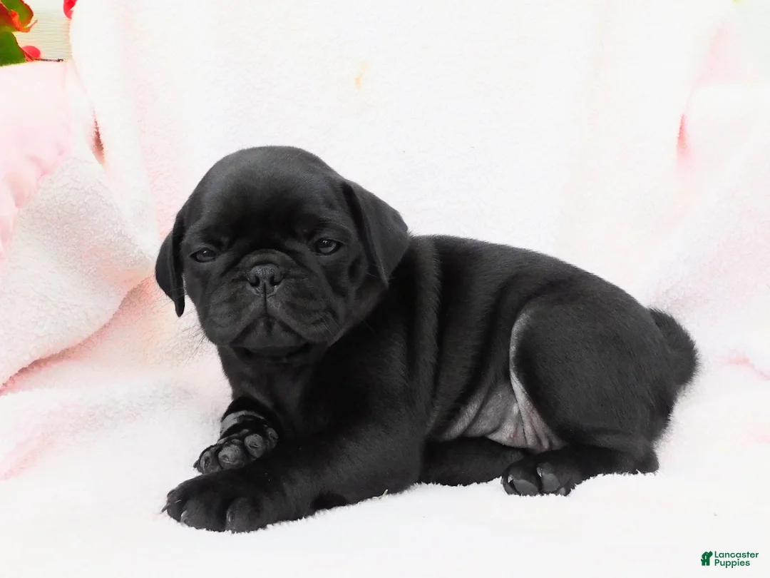 Pug dogs for sale: Lilly - Ad 2