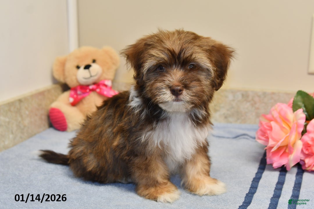Havanese dogs for sale: Buddy - Ad 5