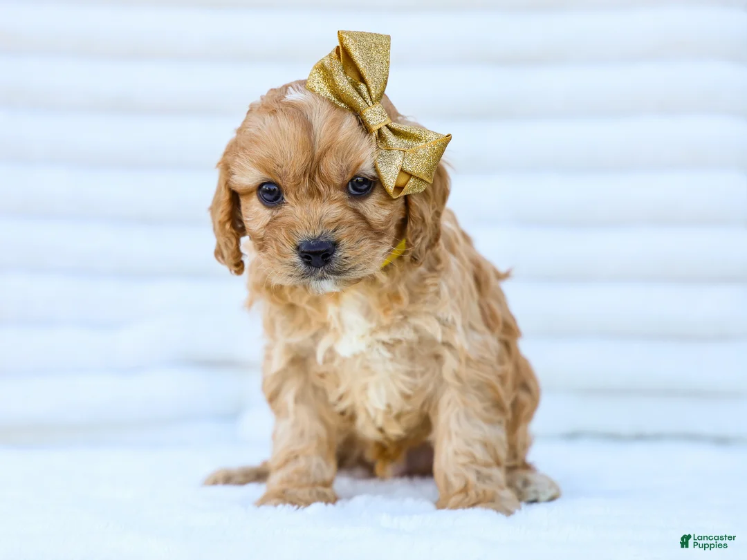Cavapoo dogs for sale: Boyd - Ad 1