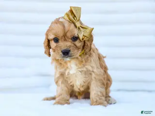 Cavapoo dogs for sale: Boyd - Ad 1