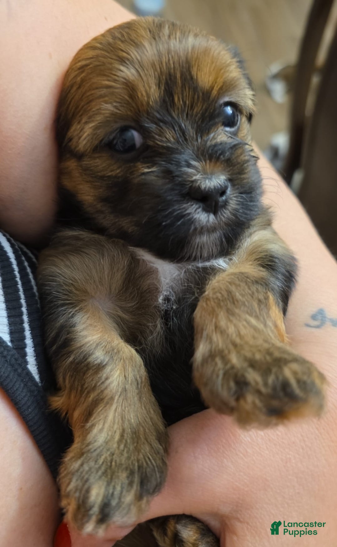 Shorkie dogs for sale: Shorkie Puppy 3 Bruna - Ad 6