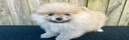 Pomeranian dogs for sale: Max - Ad 1
