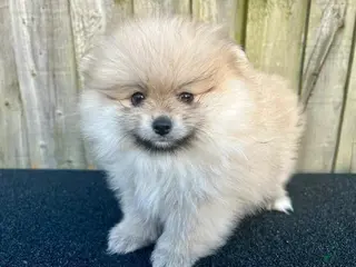 Pomeranian dogs Max - Ad 16