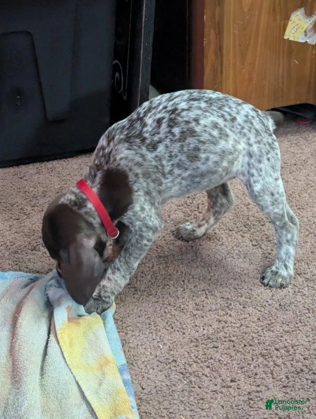 German Shorthaired Pointer dogs for sale: German Shorthaired Pointer Puppy 5 - Ad 2