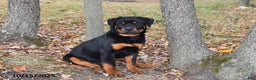 Rottweiler dogs for sale: Rain - Ad 1