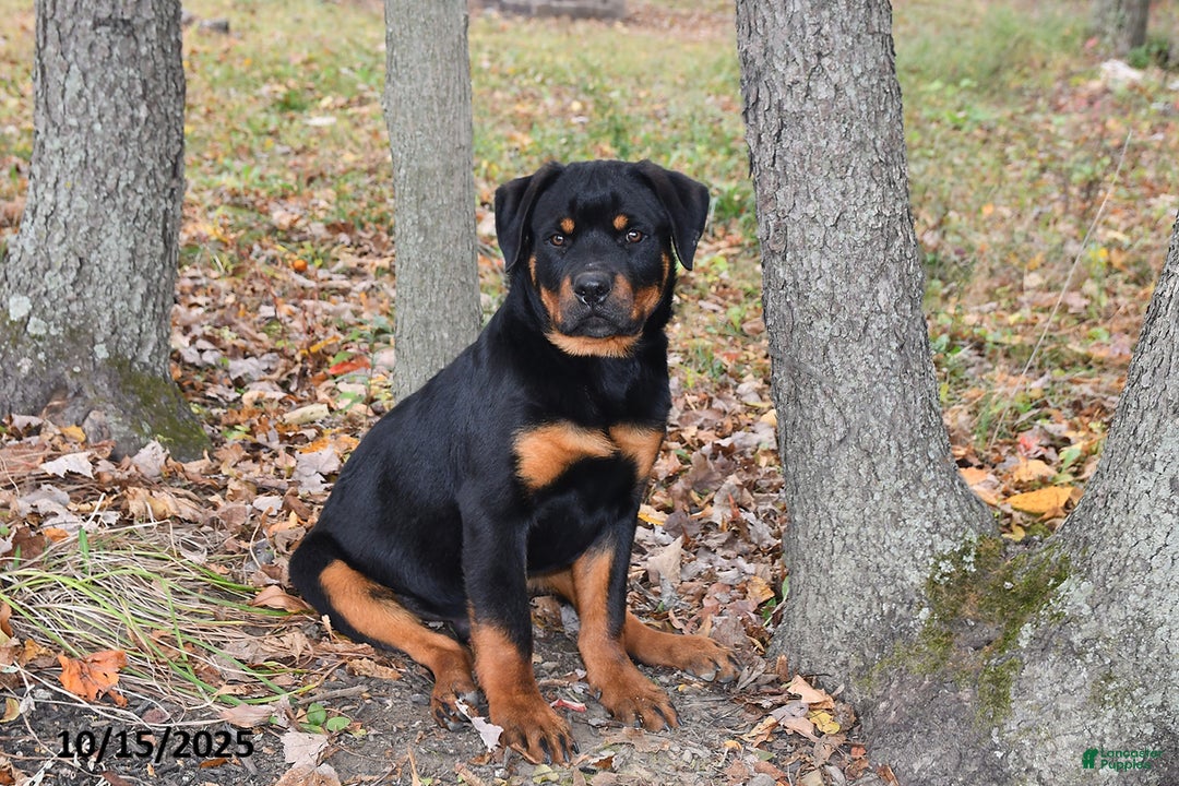 Rottweiler dogs for sale: Rain - Ad 1
