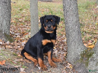 Rottweiler dogs Rain - Ad 23