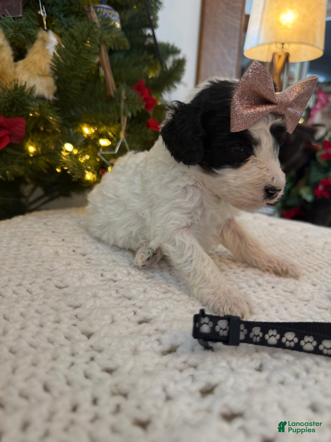 Mixed Breed dogs for sale: Felicity - Ad 7