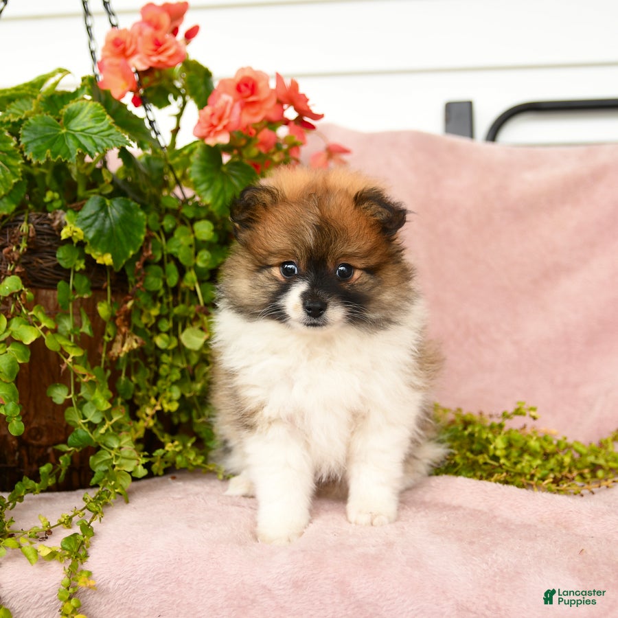 Pomeranian dogs Sebastian - Ad 2