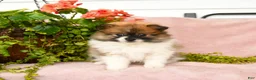Pomeranian dogs for sale: Sebastian - Ad 2