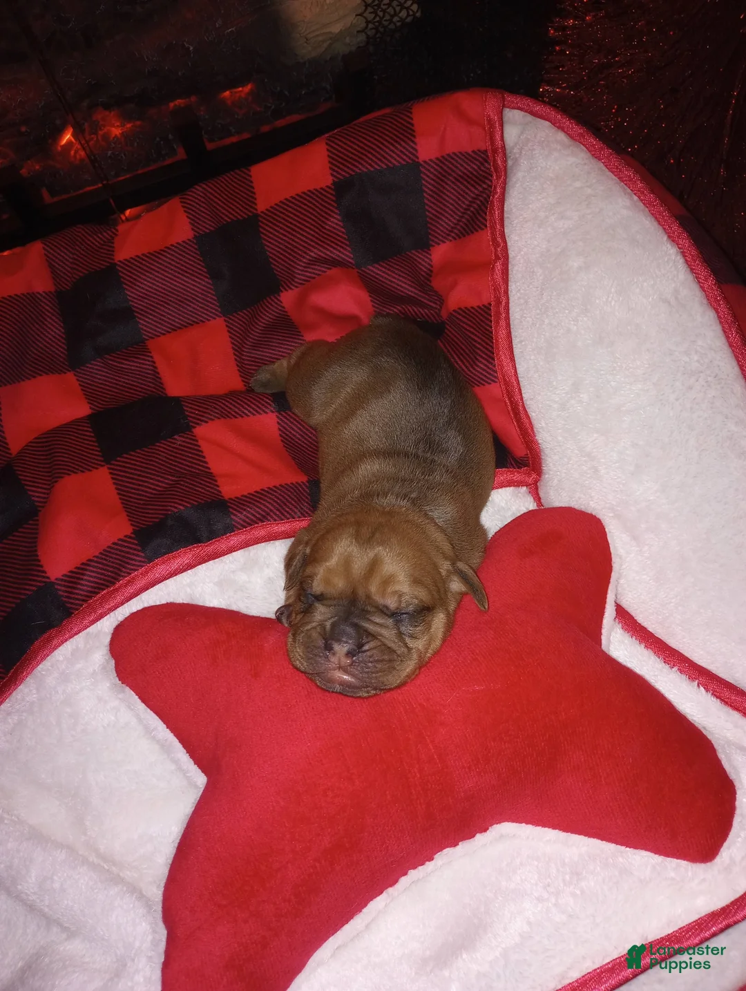 Olde English Bulldogge dogs for sale: Olde English Bulldogge Puppy 6 - Ad 7