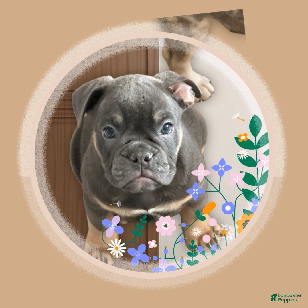 Mixed Breed dogs for sale: Mixed Breed Puppy 1 - Ad 2