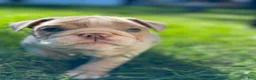 English Bulldog dogs for sale: Ricky - Ad 9