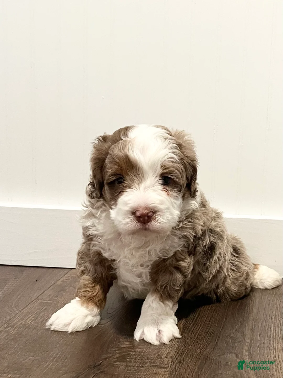Mini Bernedoodle dogs for sale: Tango  - Ad 1