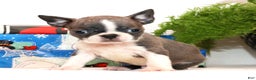 Boston Terrier dogs for sale: Hunter - Ad 2