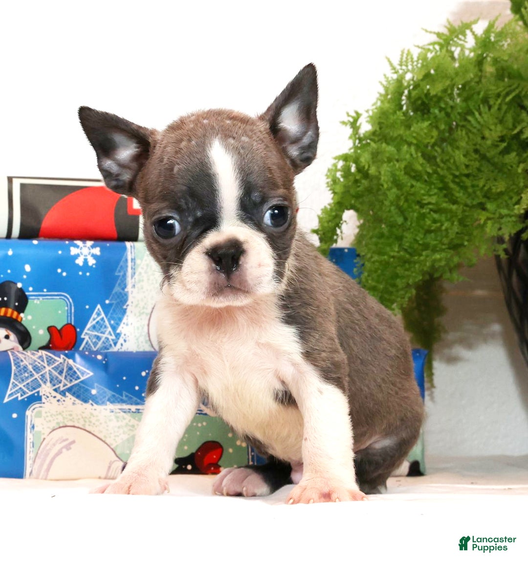 Boston Terrier dogs for sale: Hunter - Ad 2