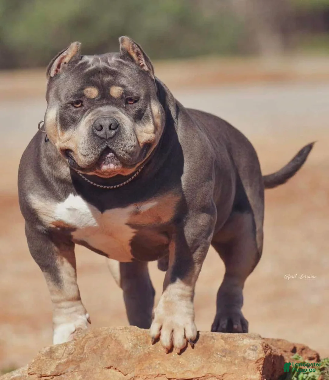 American Bully dogs for sale: American Bully Puppy 2 - Ad 4
