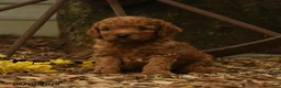 Goldendoodle dogs for sale: Melody - Ad 3