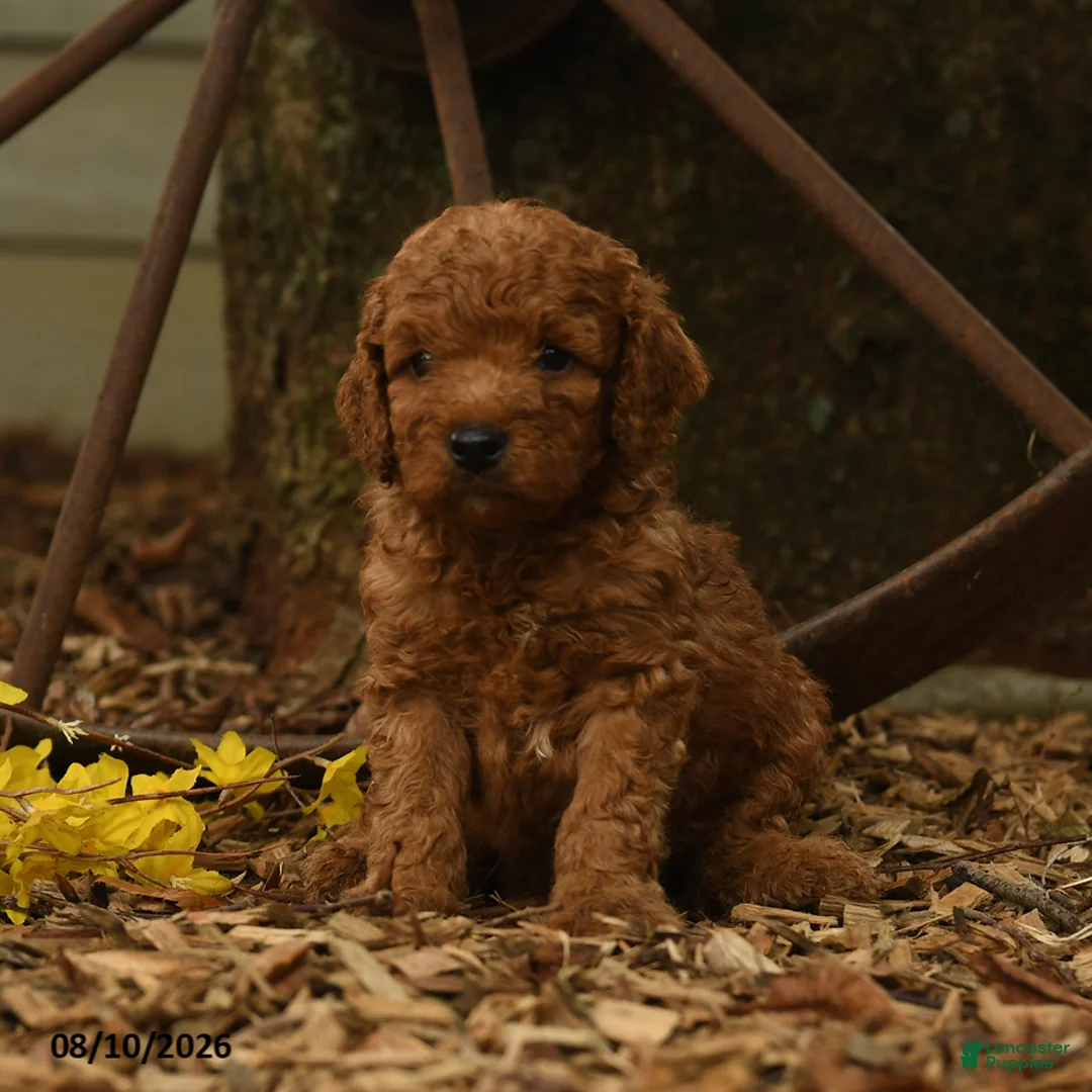 Goldendoodle dogs for sale: Melody - Ad 3