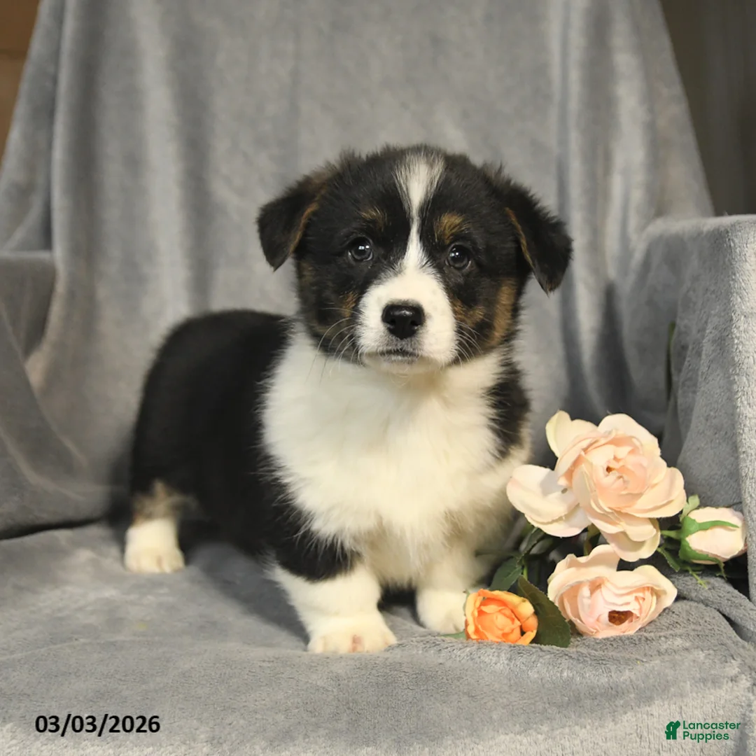 Welsh Corgi Pembroke dogs for sale: Buddy - Ad 2