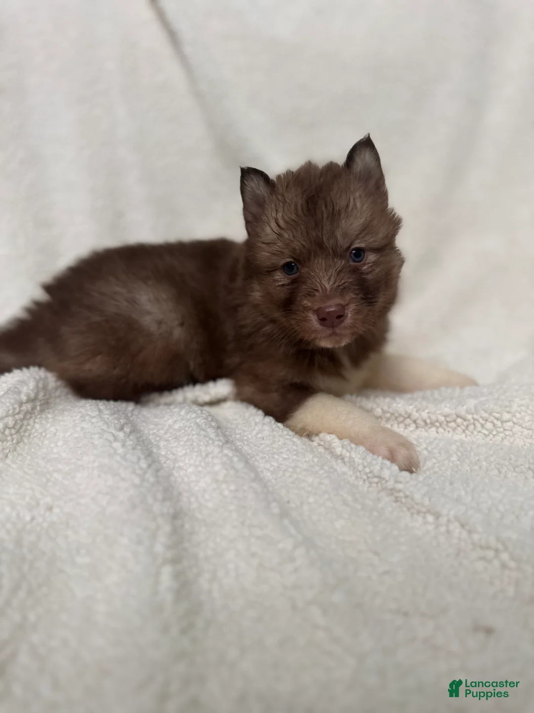 Siberian Husky dogs for sale: Corrine  - Ad 1