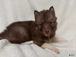 Siberian Husky dogs Corrine - Ad 25