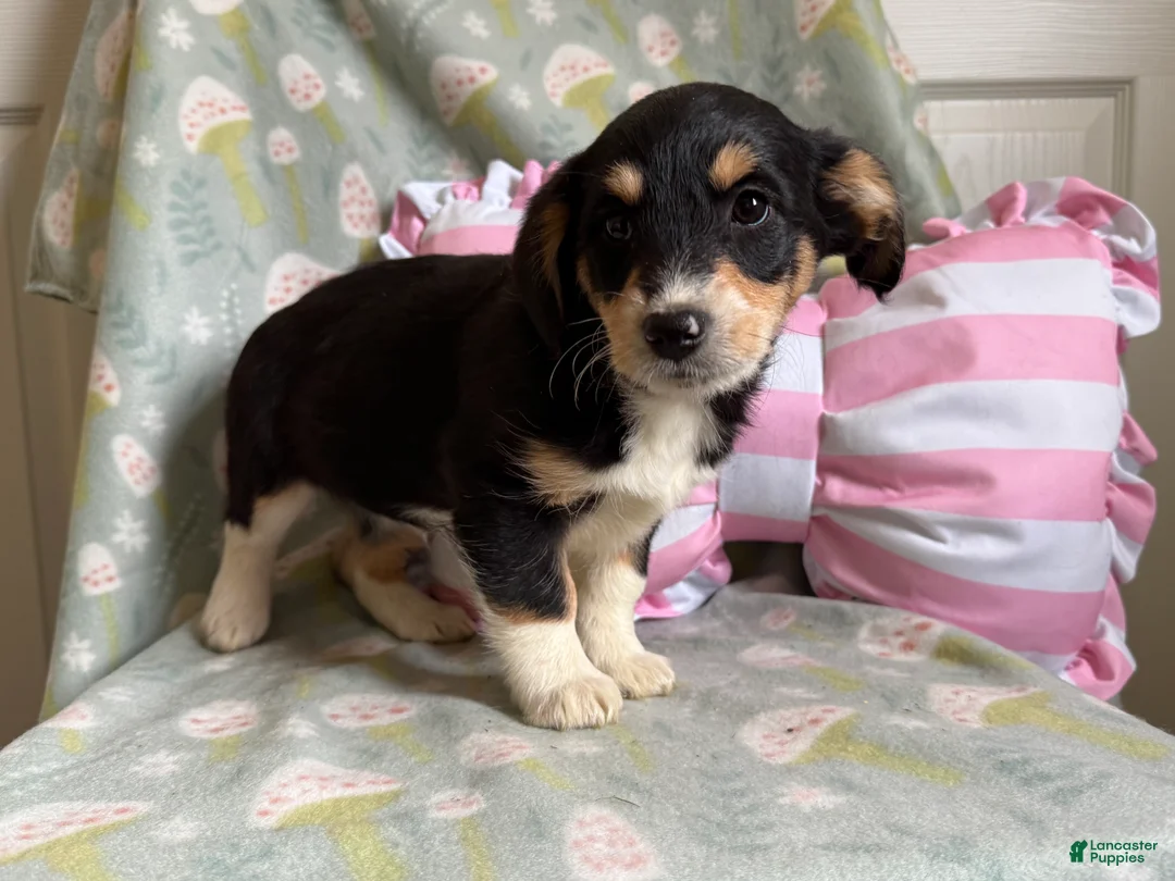 Mixed Breed dogs for sale: Candy - Ad 1