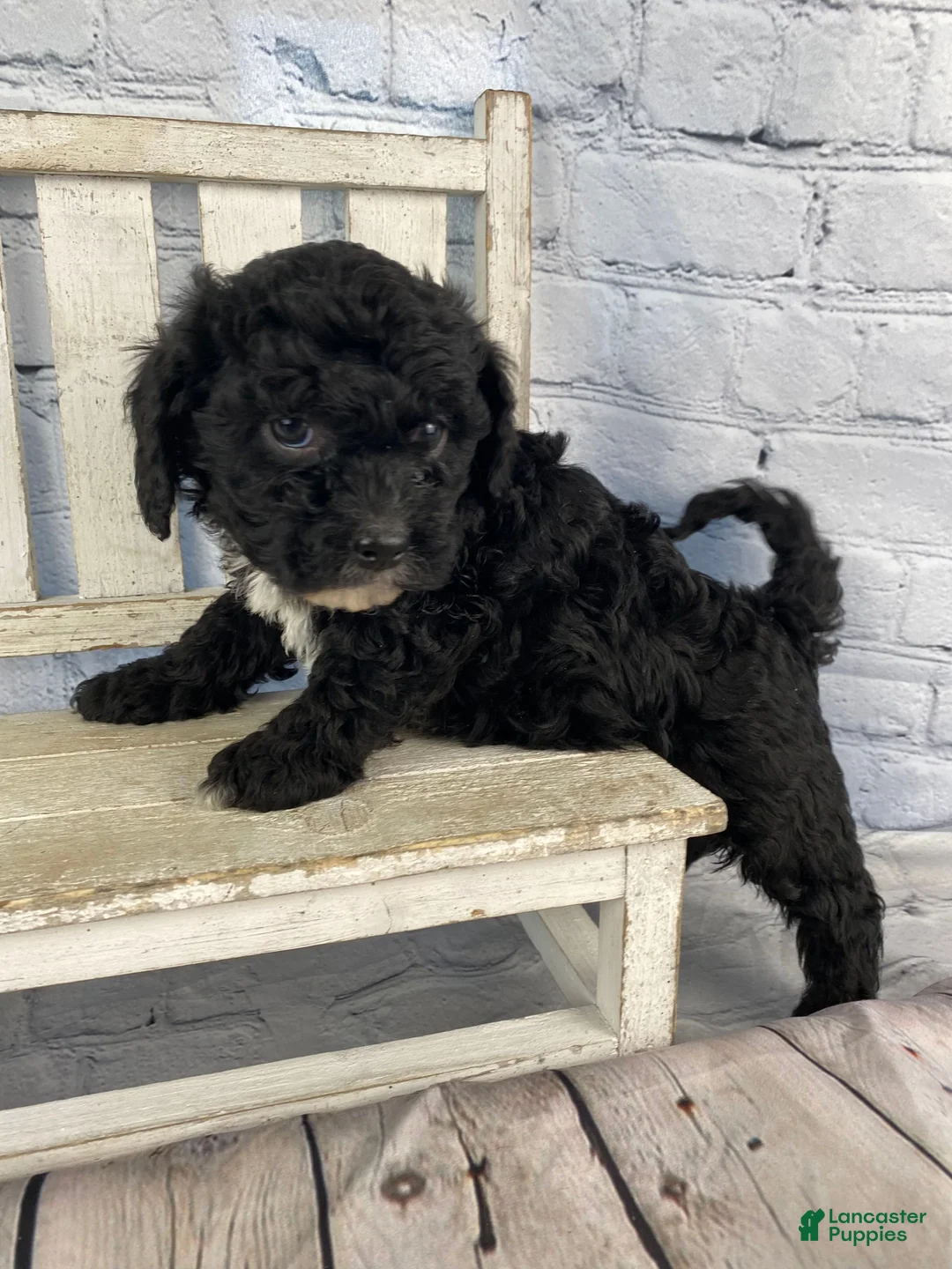 Cavapoo dogs for sale: Jack - Ad 1