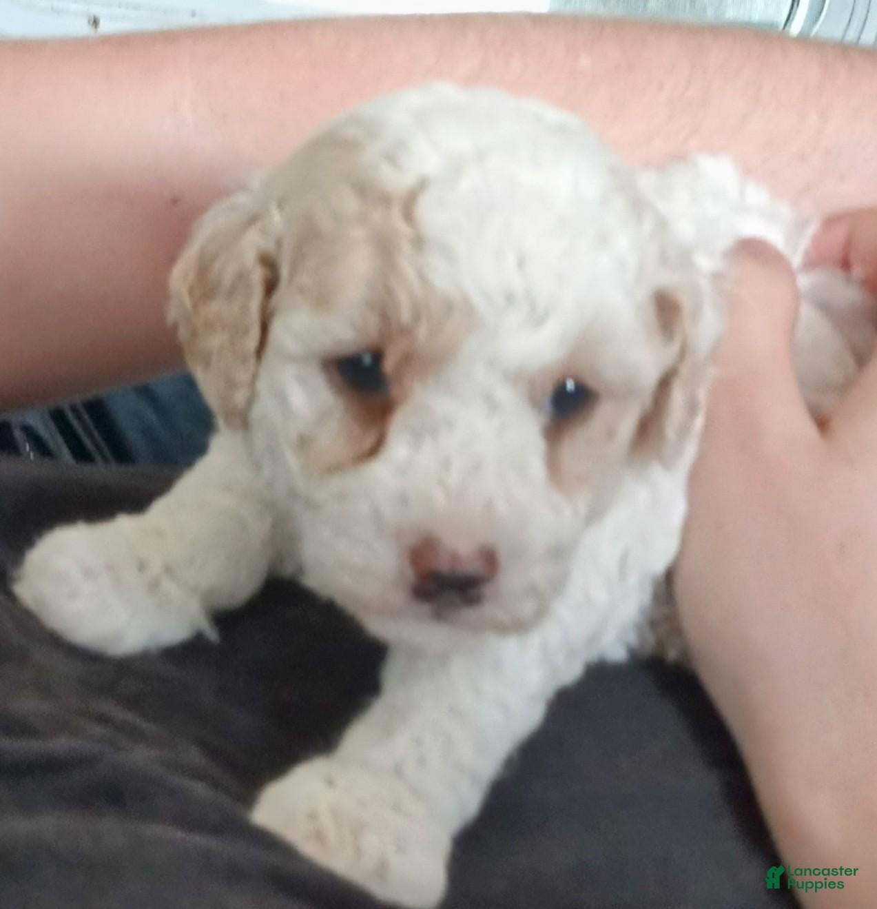 Toy Poodle dogs Toy Poodle 4 - Ad 22