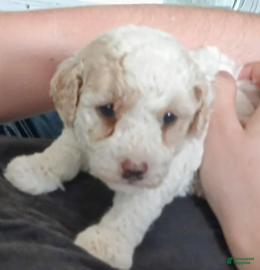 Toy Poodle dogs for sale: Toy Poodle 4 - Ad 1