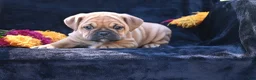 Mixed Breed dogs for sale: Ann - Ad 3