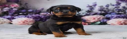 Rottweiler dogs for sale: Bandit - Ad 4