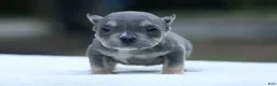 American Bully dogs for sale: Blue Tri Female - Ad 1