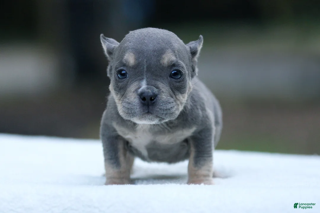 American Bully dogs for sale: Blue Tri Female - Ad 1